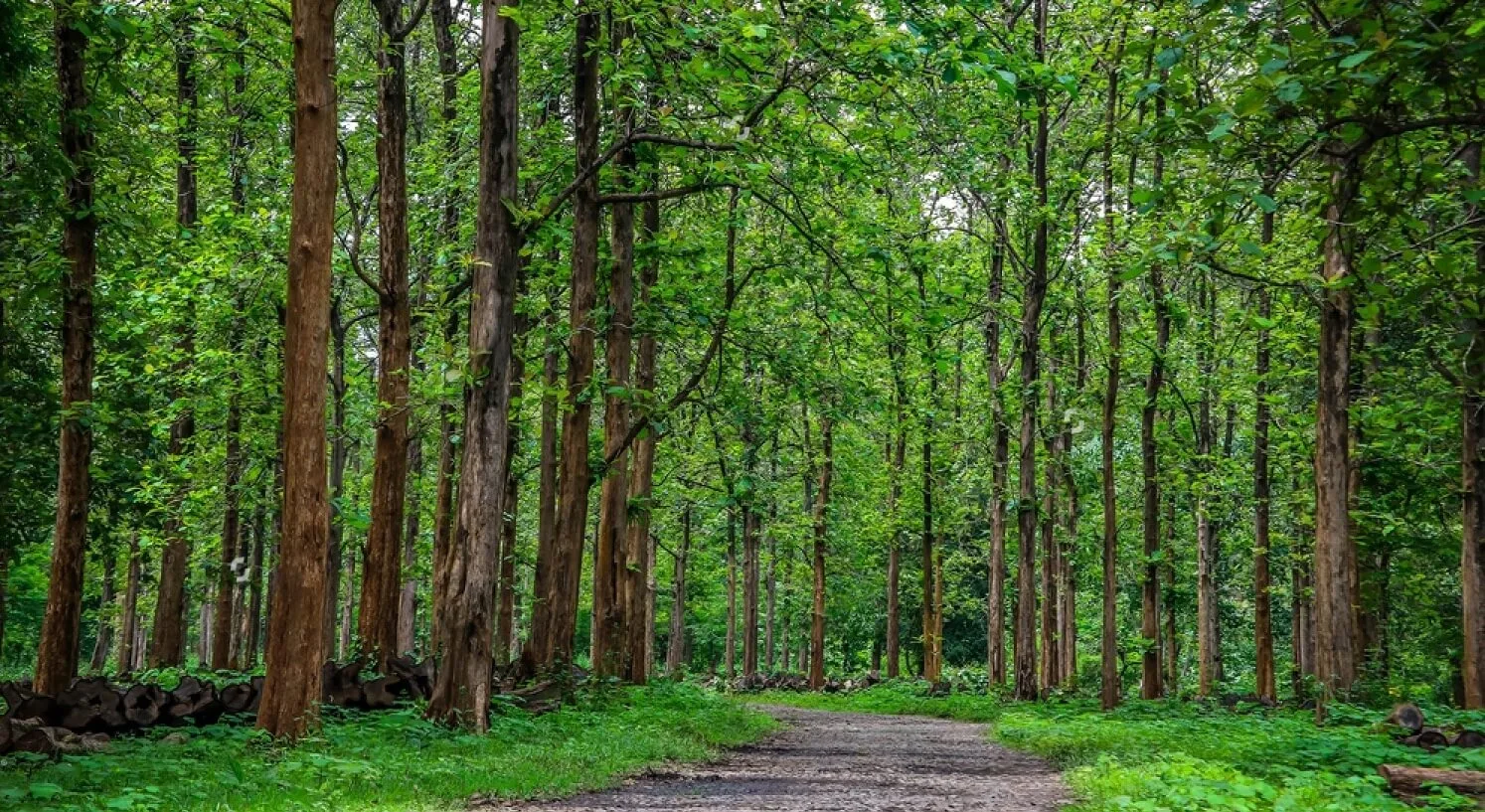 nilambur teak