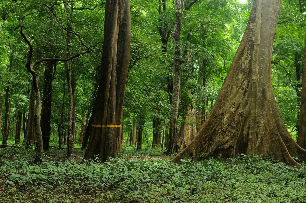 Nilambur Teak Wood